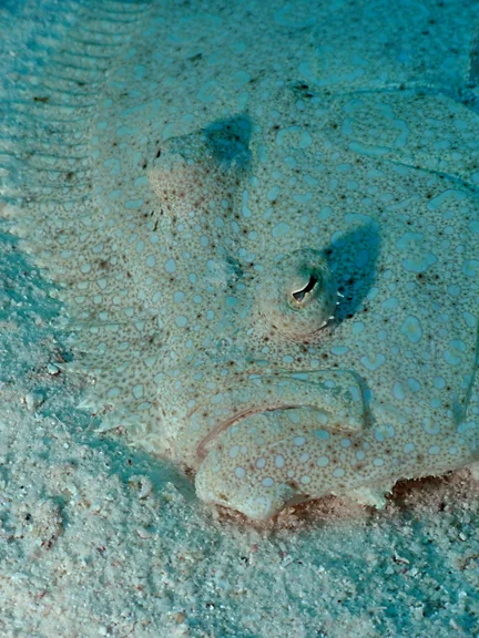 Bonaire 2012 Slideshow50.jpg