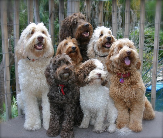 labradoodles sizes.jpg