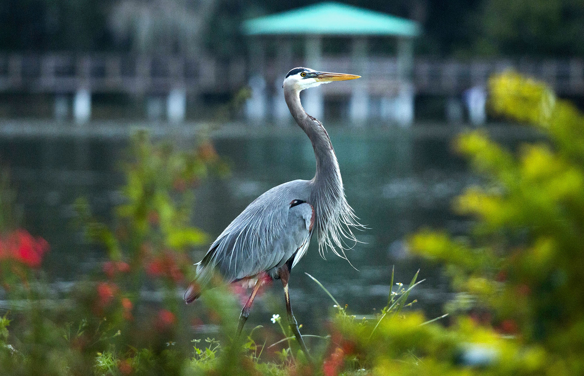 greenmoutainheron.jpg