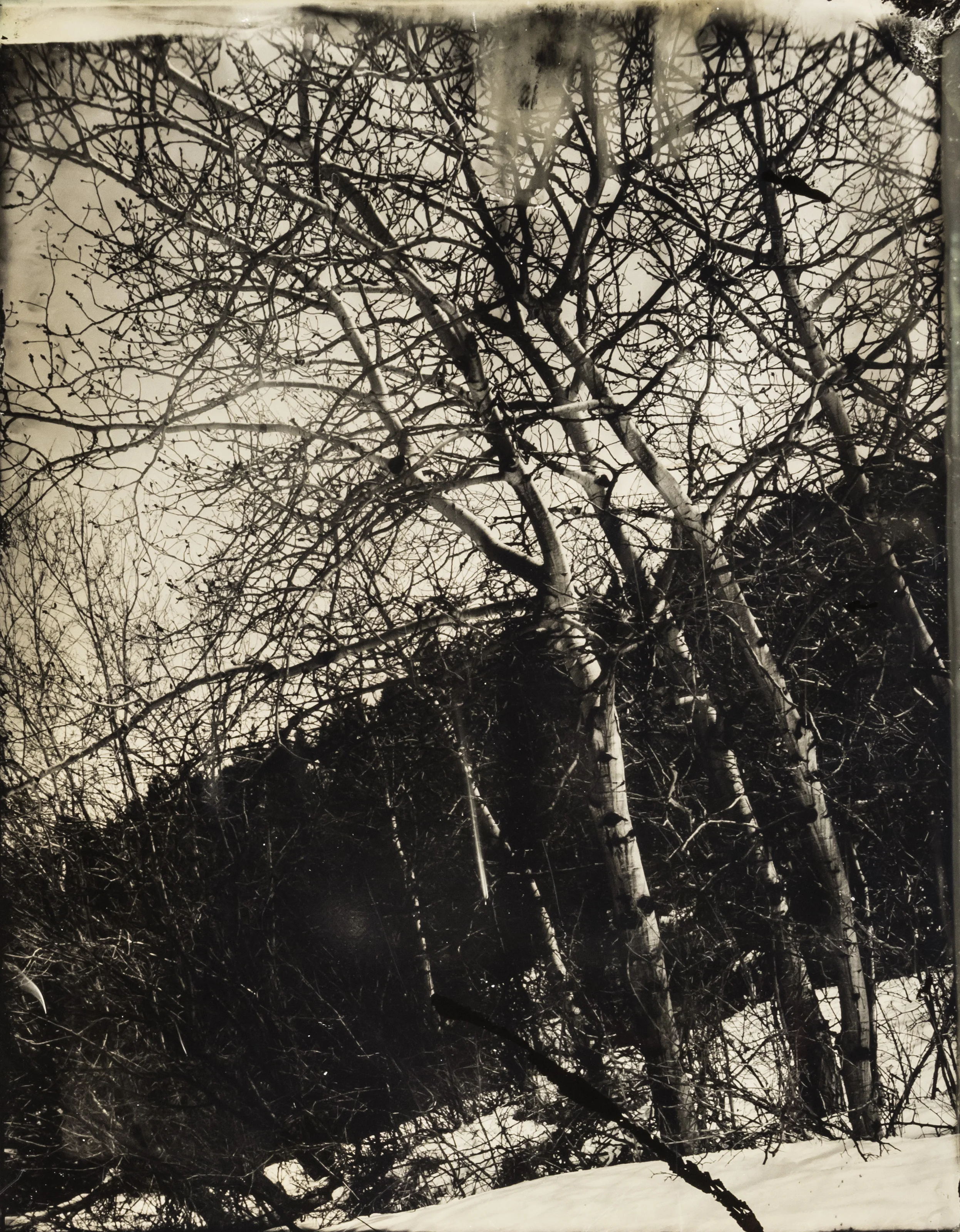 WY collodion 3.jpg