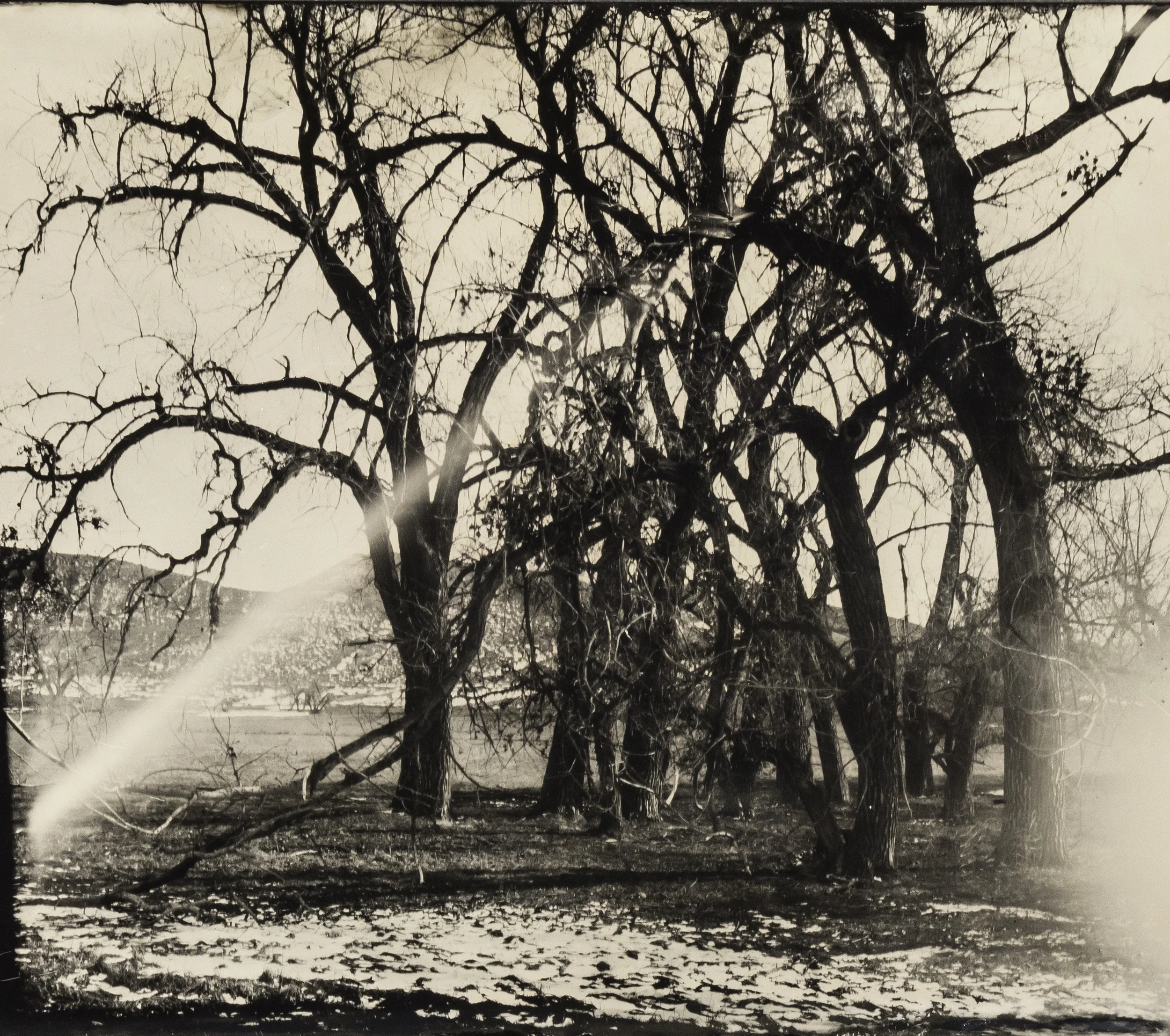 WY collodion 4.jpg