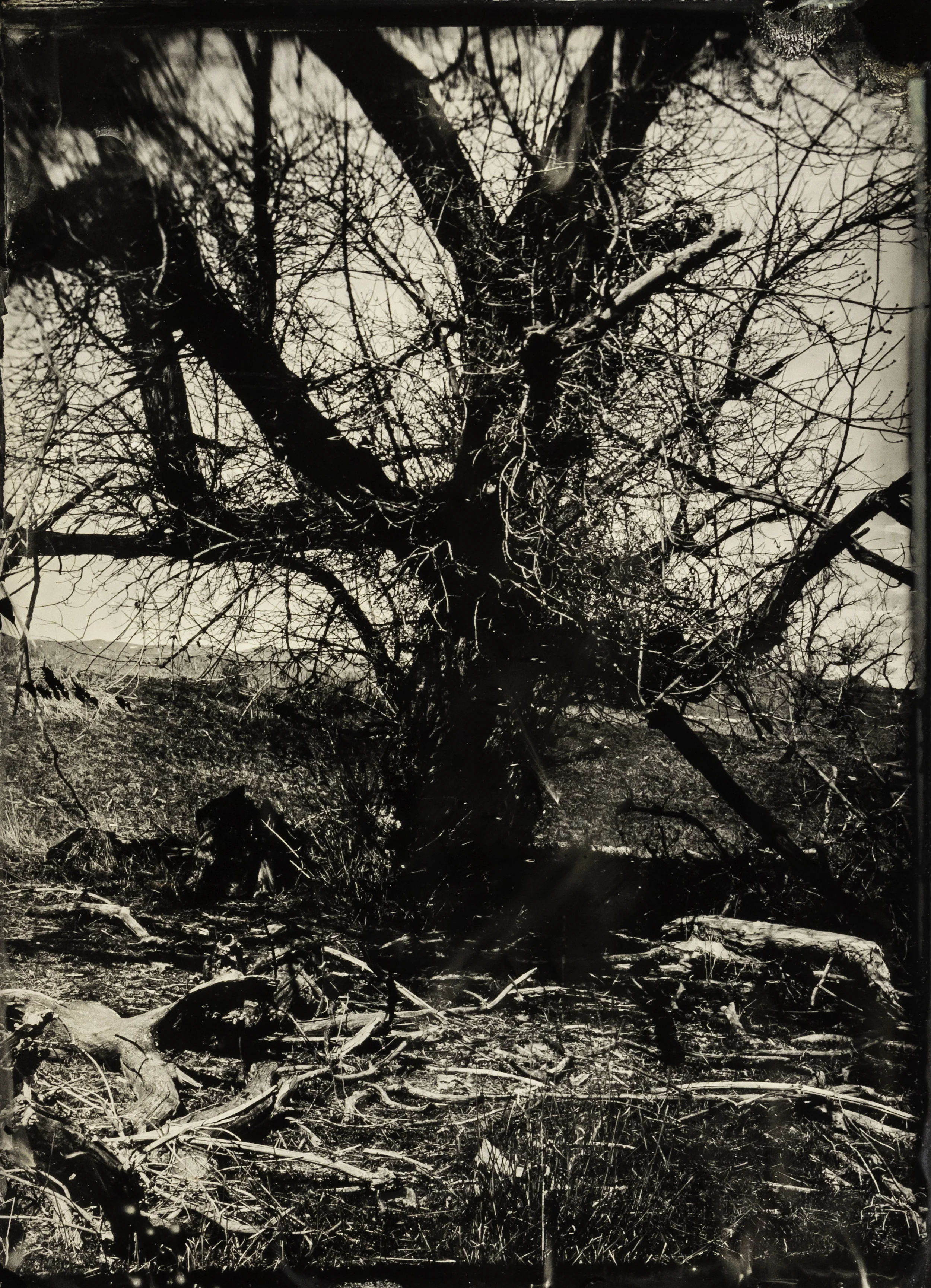WY collodion 33.jpg