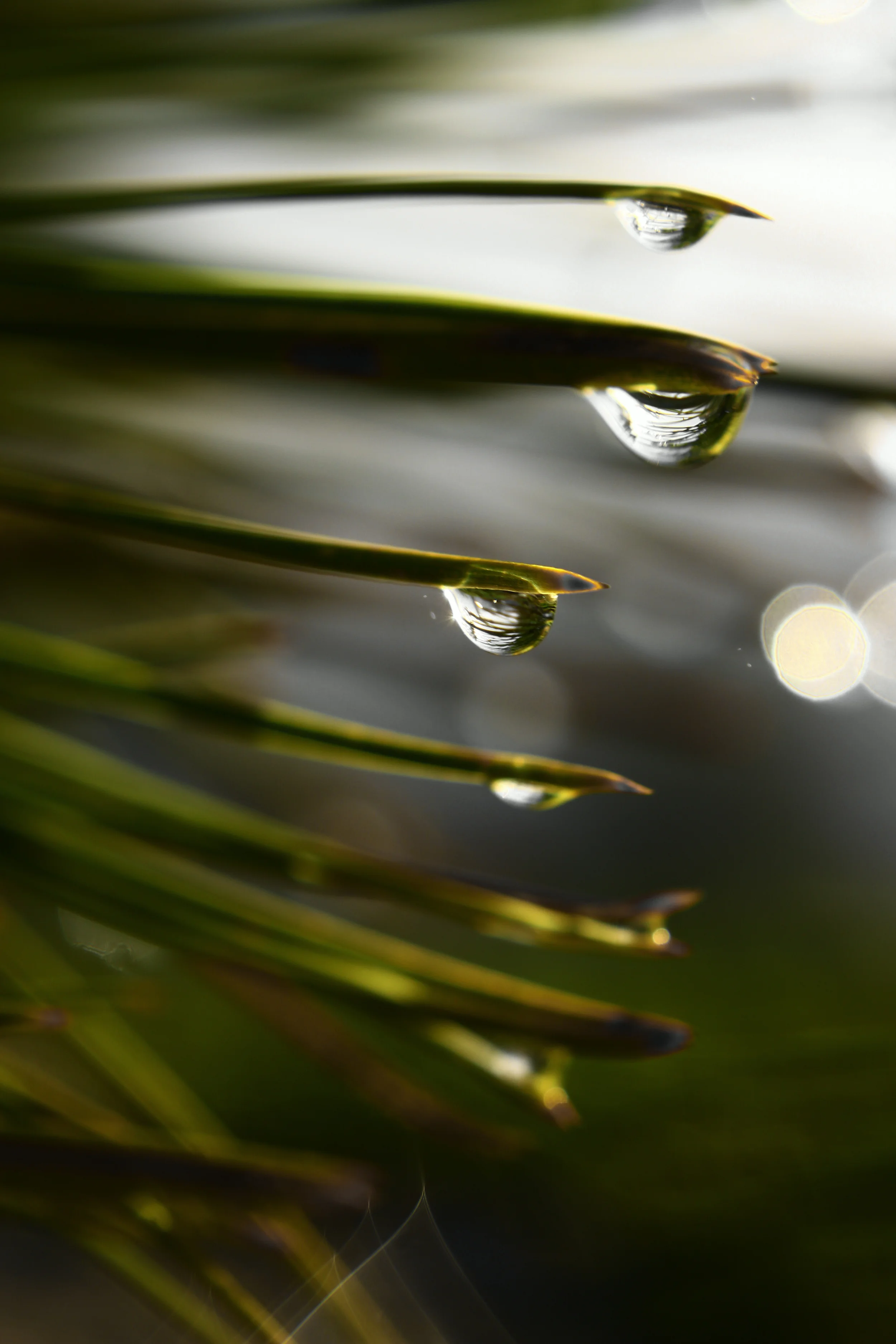 Best of the Northwest - Spring Show