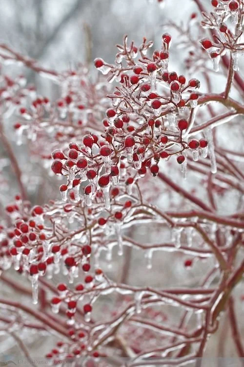 Oh What Fun To Suds Up With Holiday Cheer!