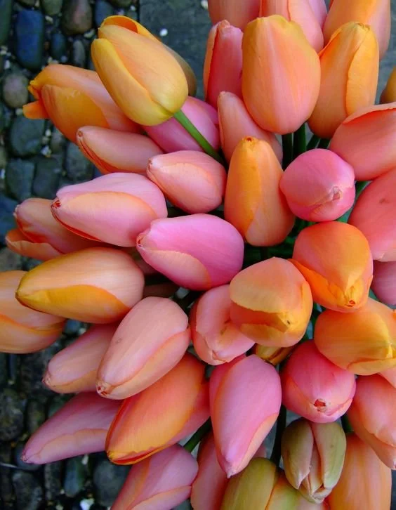 April Showers - We've got soap for that! Plus 25% off site wide this week!