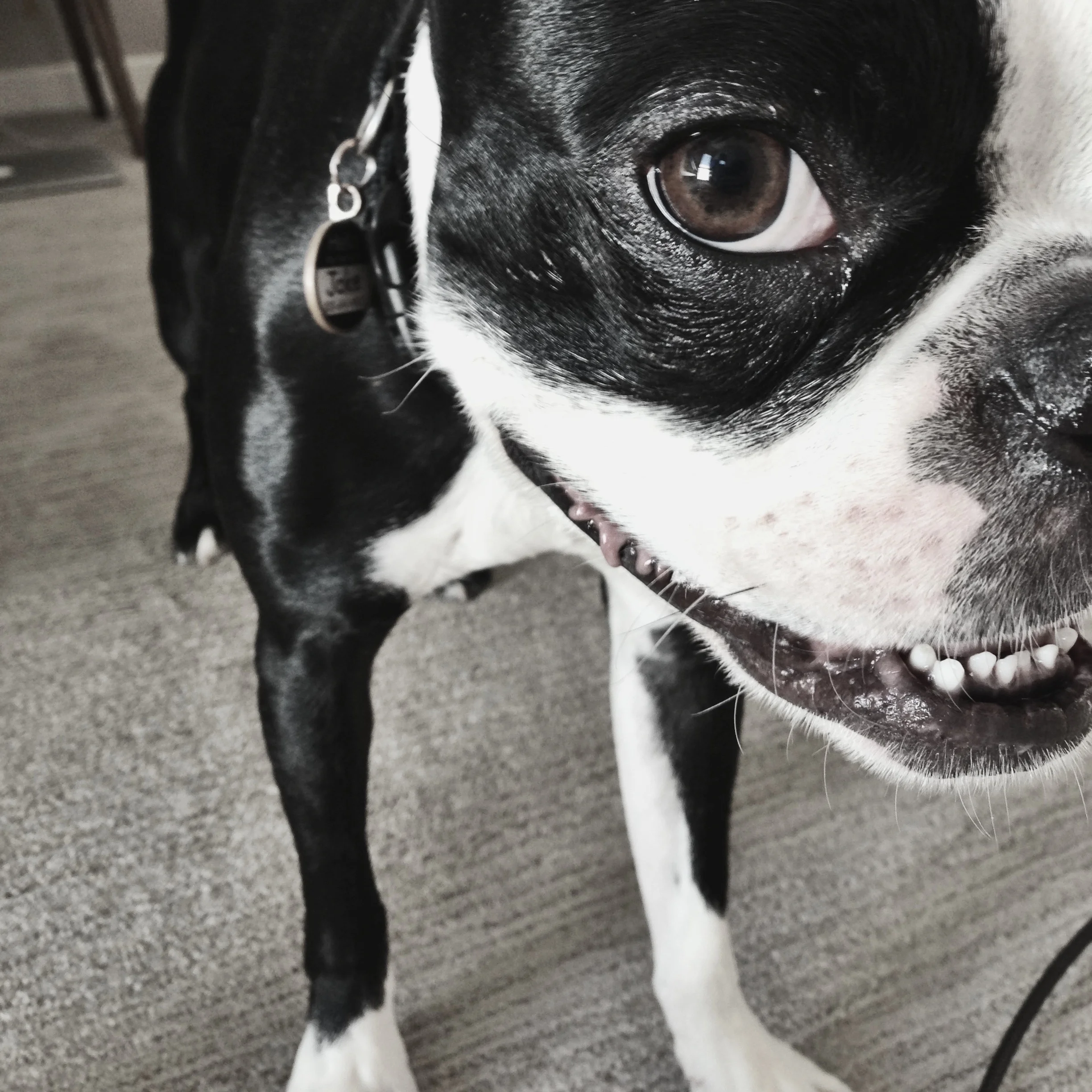 Jake the Boston