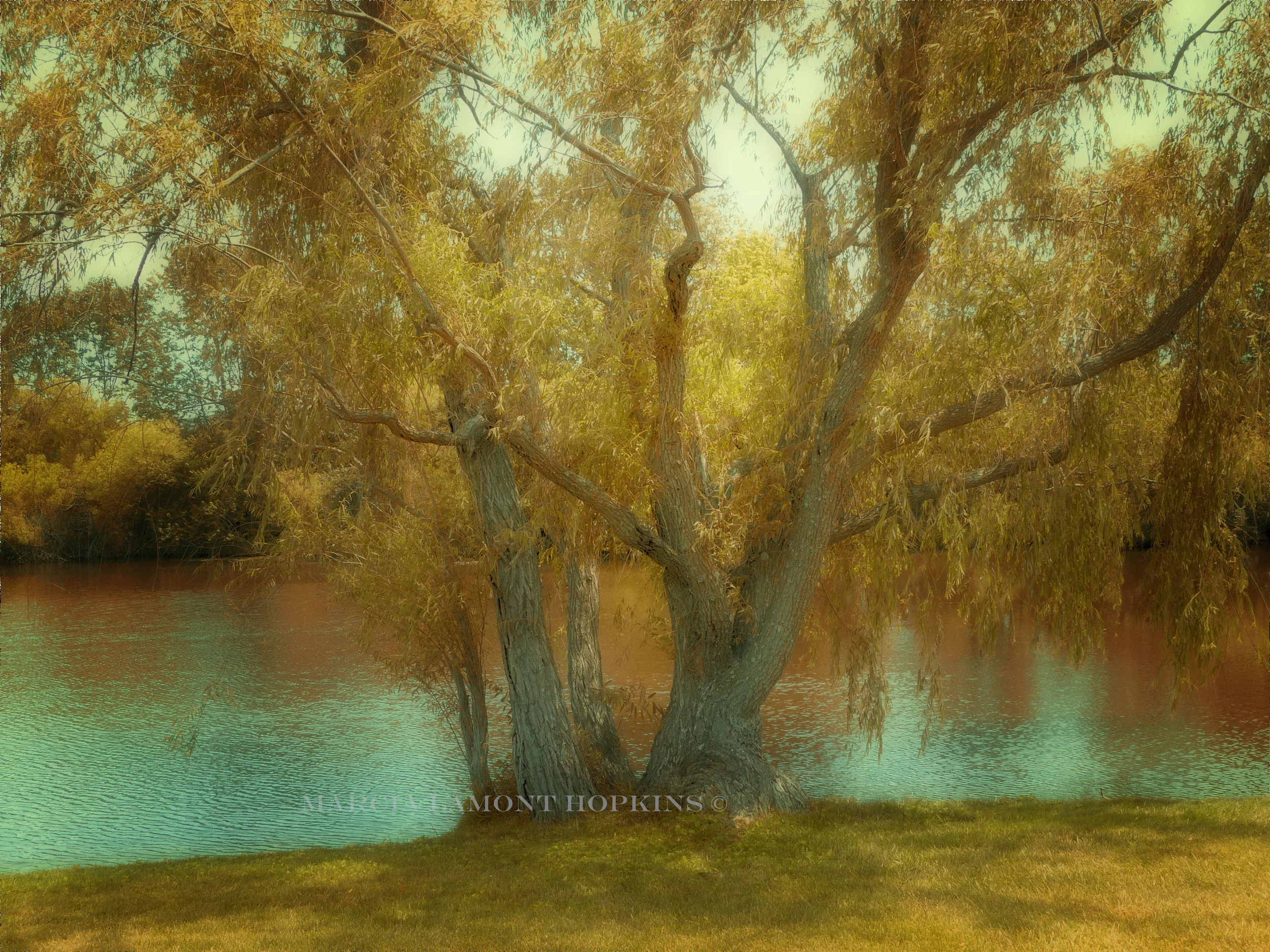 Willow-at-the-Lake copy.jpg