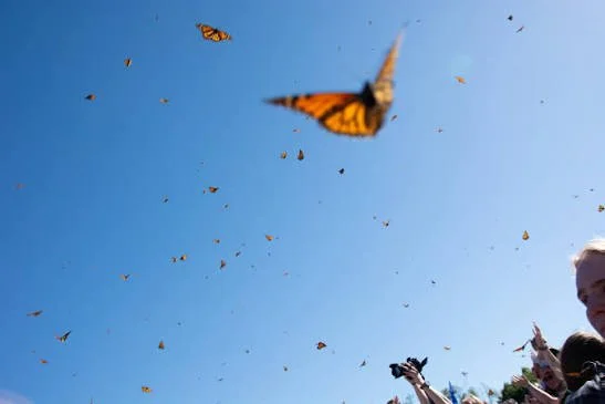 Butterfly Festival March 13, 2027