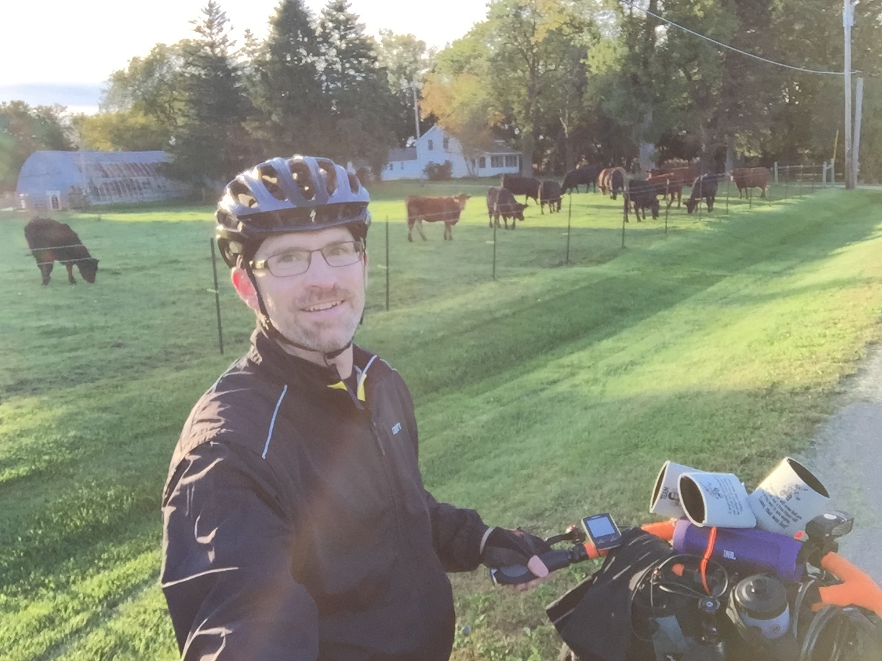 The cows are up!