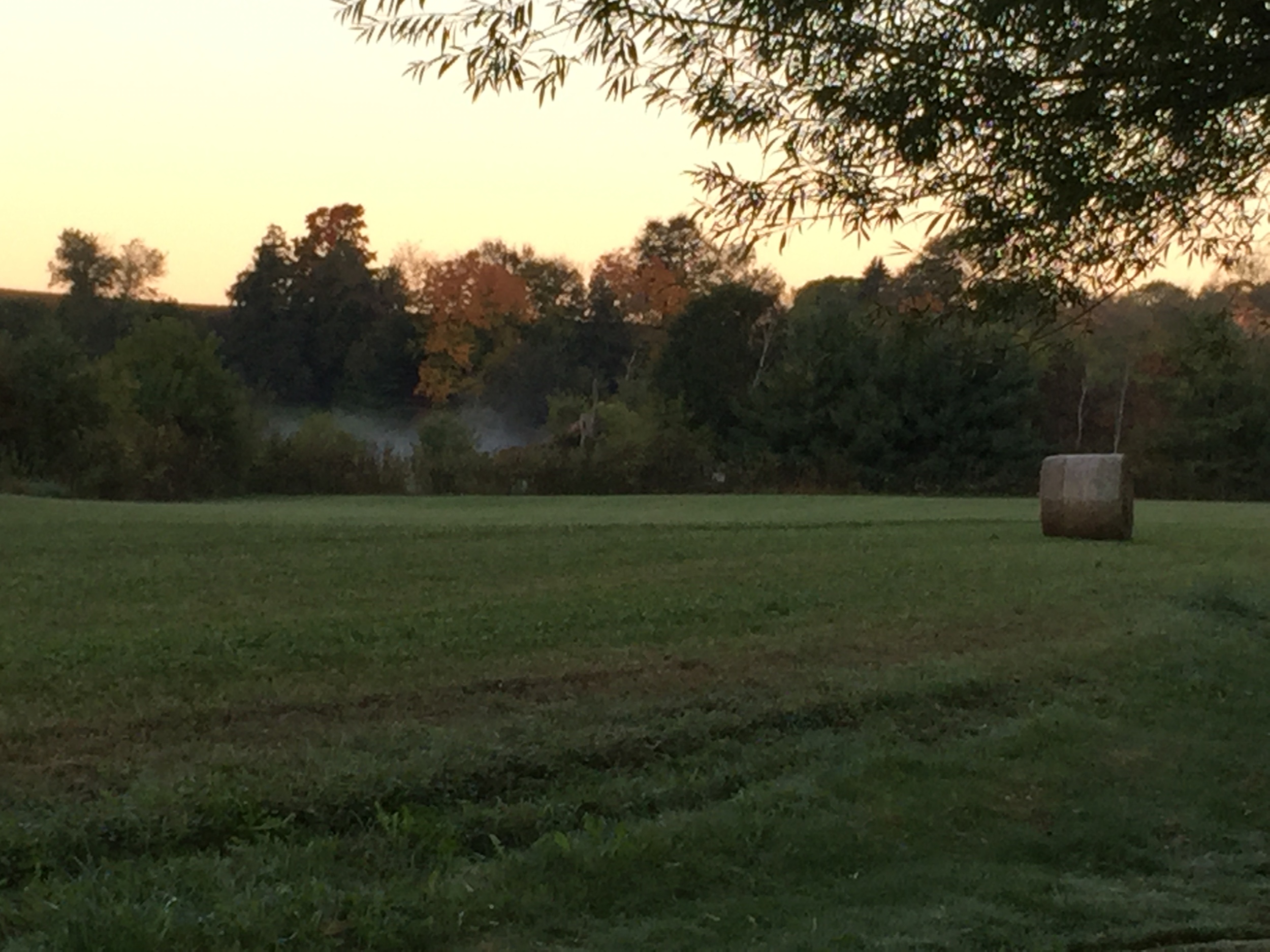 Morning Dew