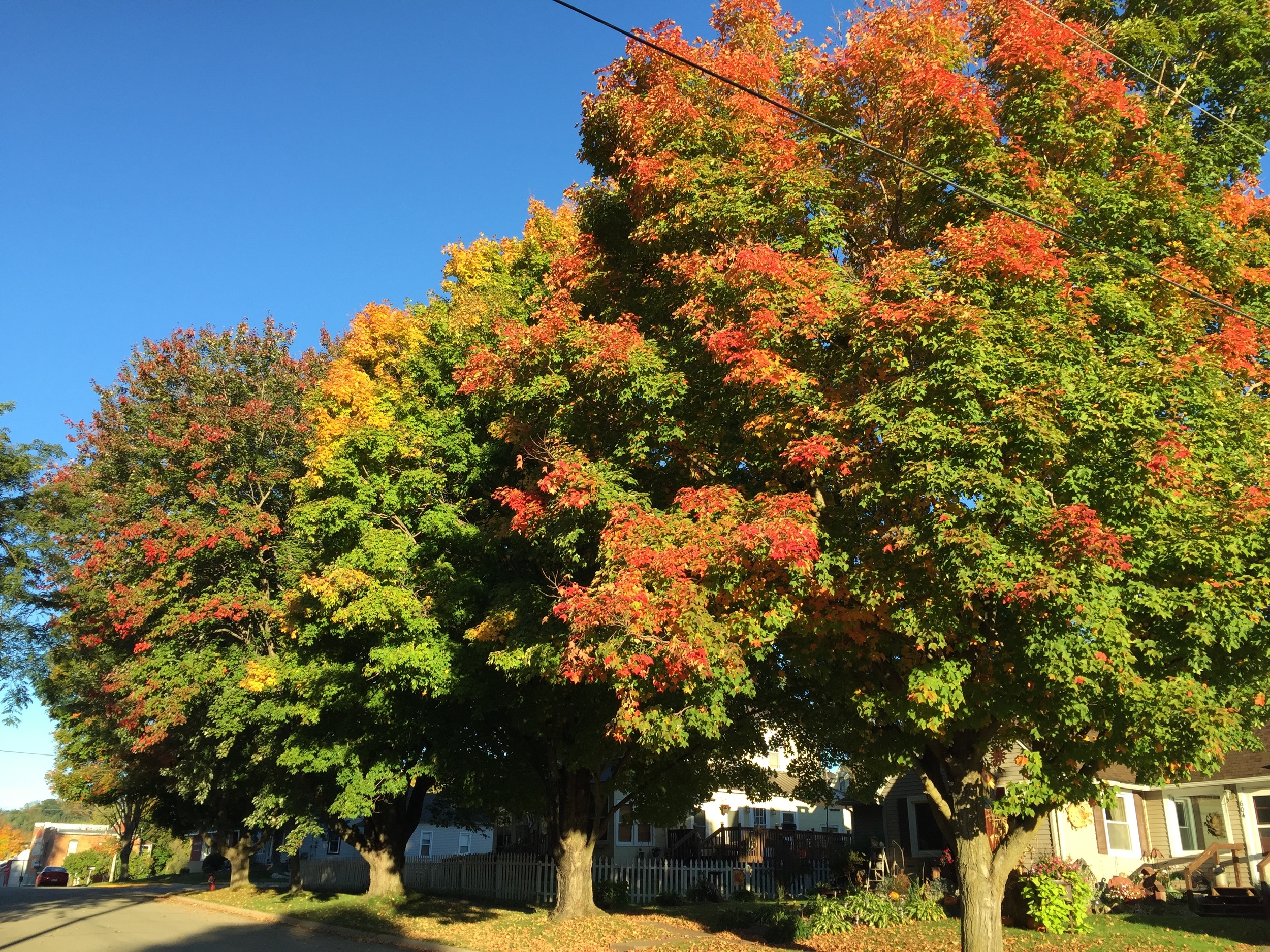 Trees in Wilton