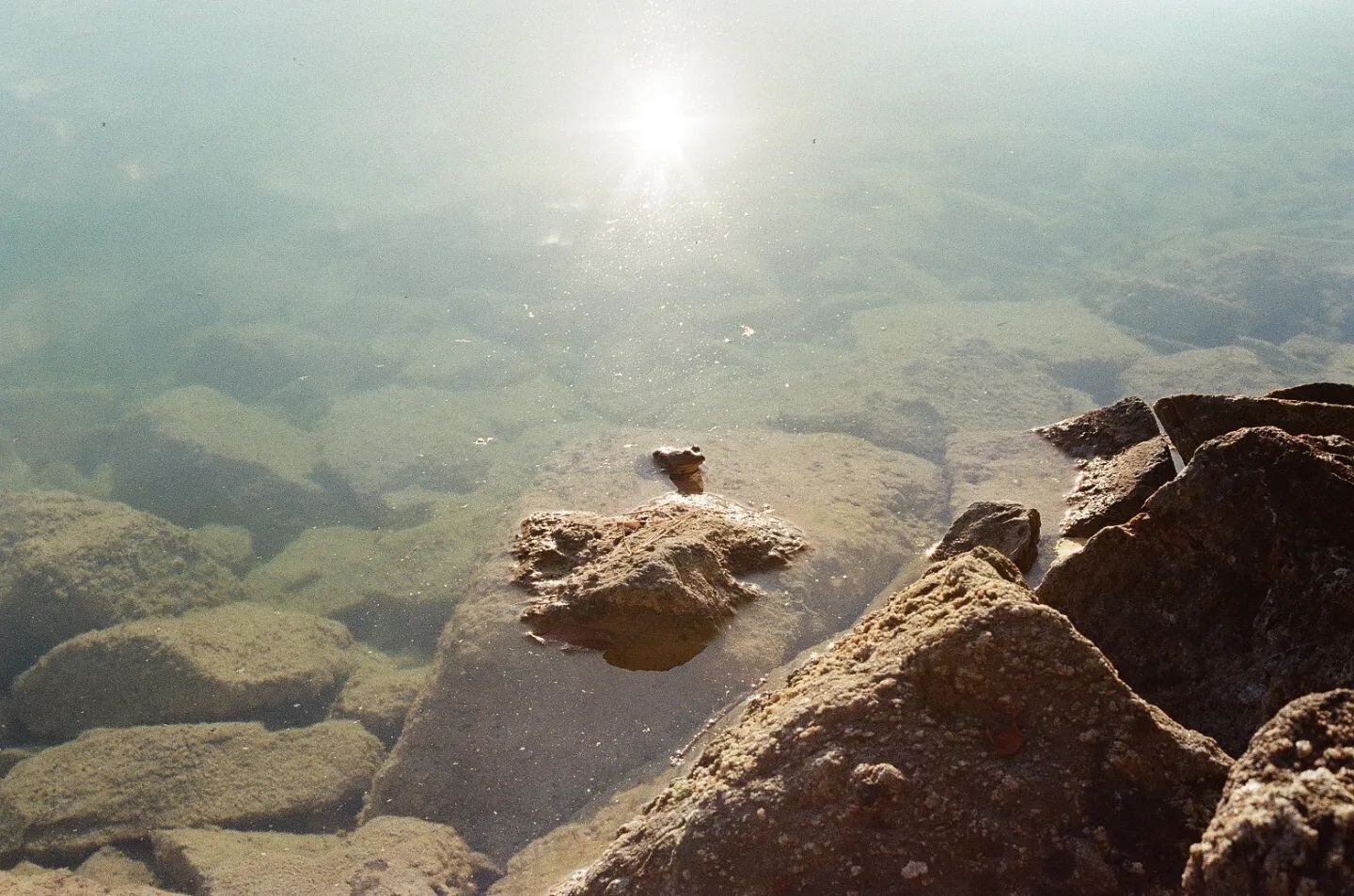 Frog on a rock

Shot on Yashica FX-3, 35mm Kodak Portra 400

Processed and scanned by @gpclabworks 

#filmisalive #frog #gatineaupark #35mm