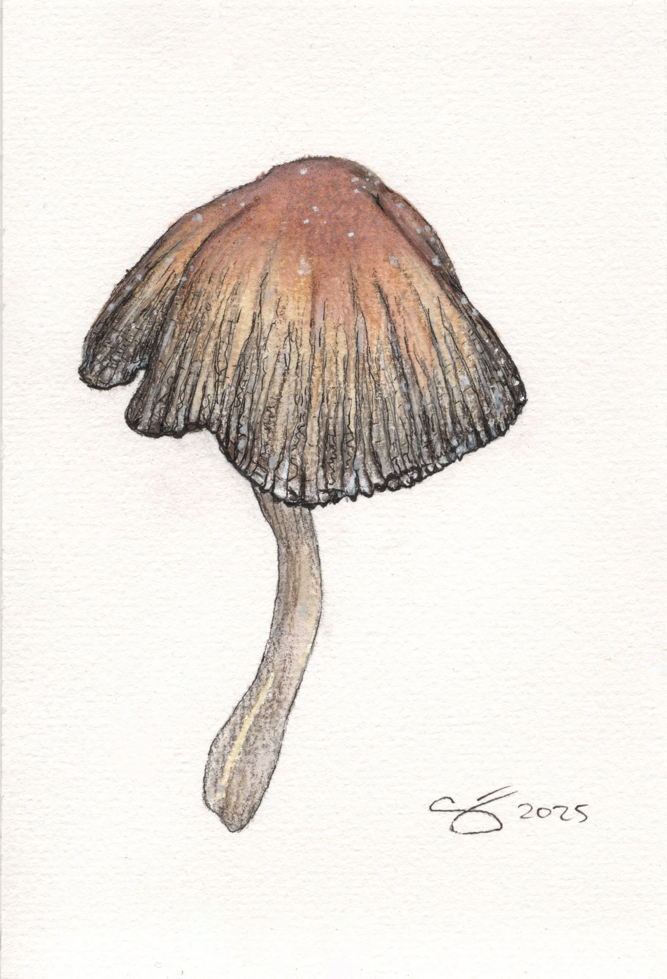 Mica Cap