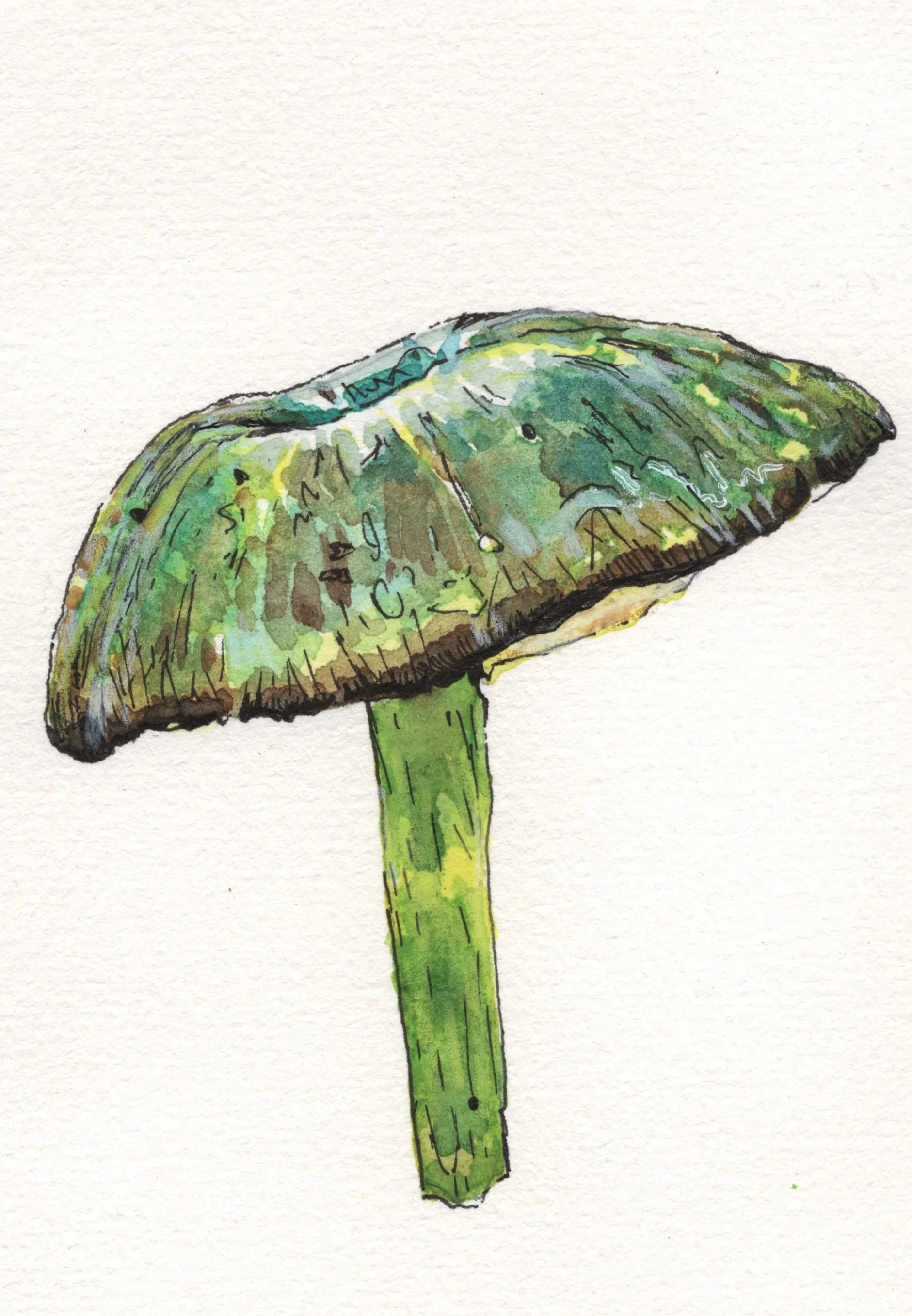 Green+Leptonia+Scan.jpg