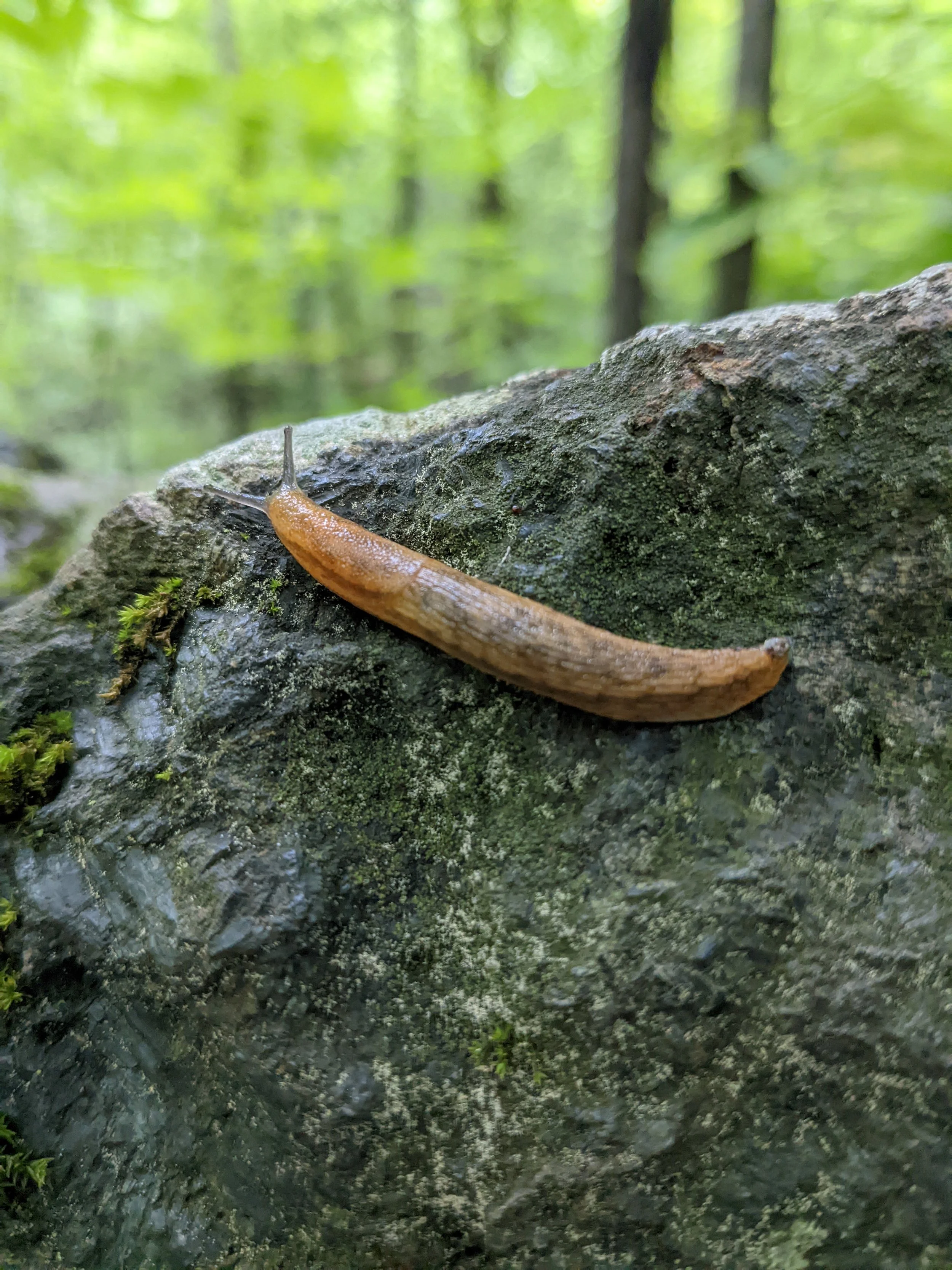 Slug.jpg