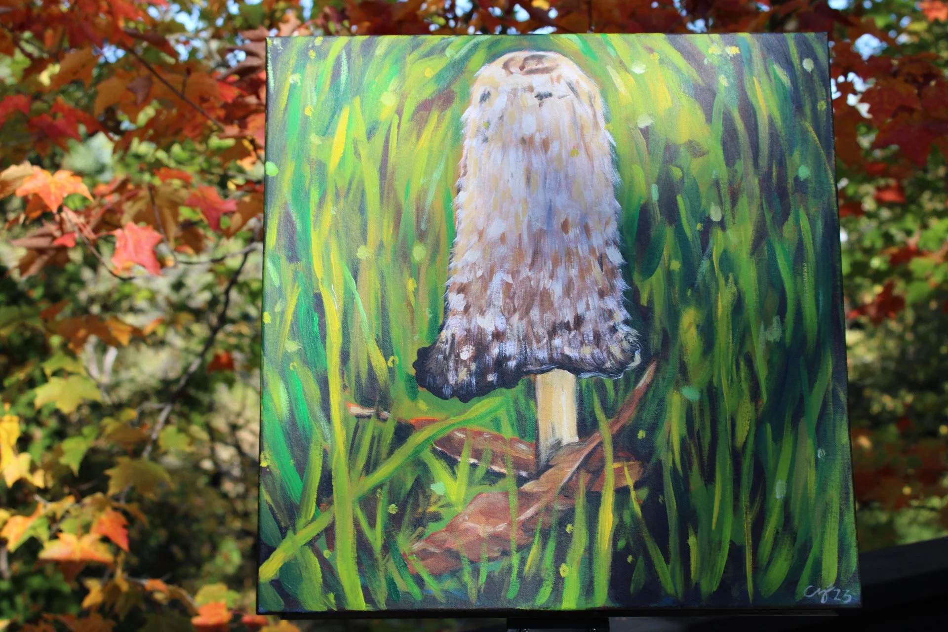 Shaggy Mane - in situ.jpg