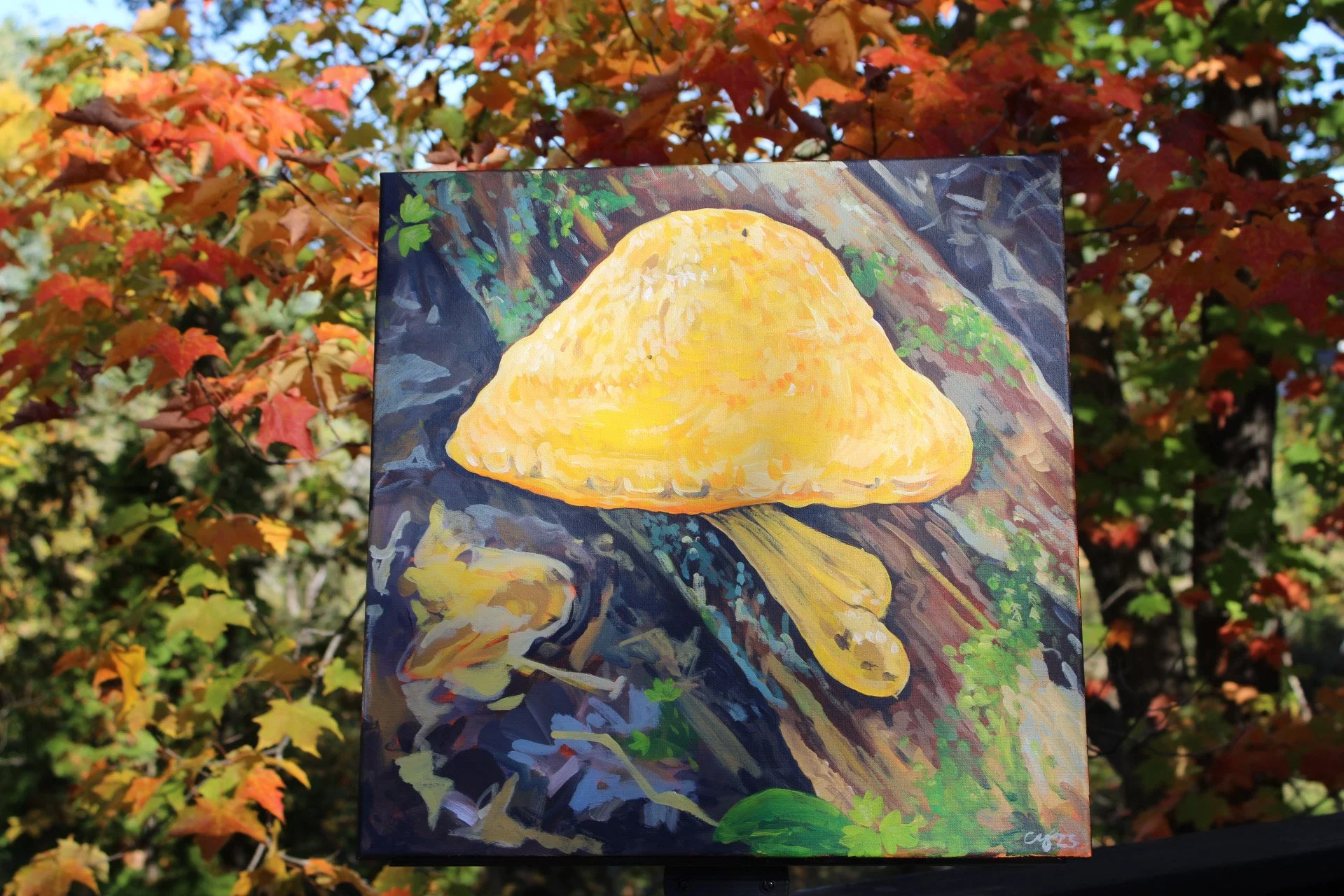 King Bolete - in situ.jpg