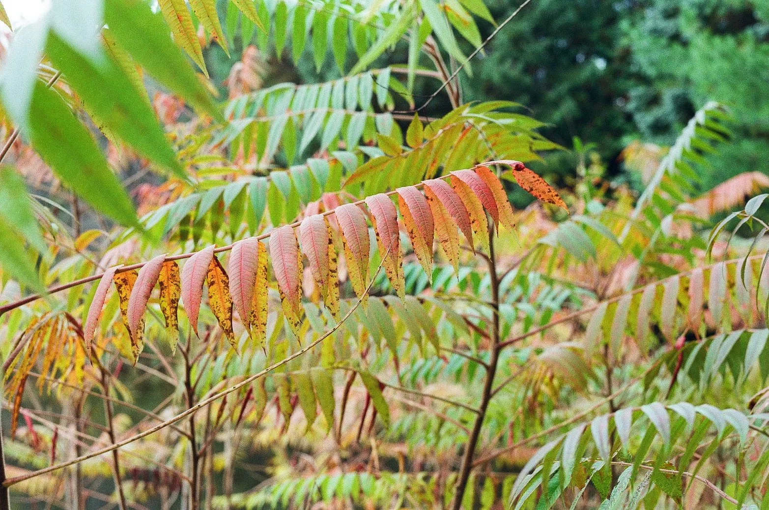 Fall Sumac.jpg
