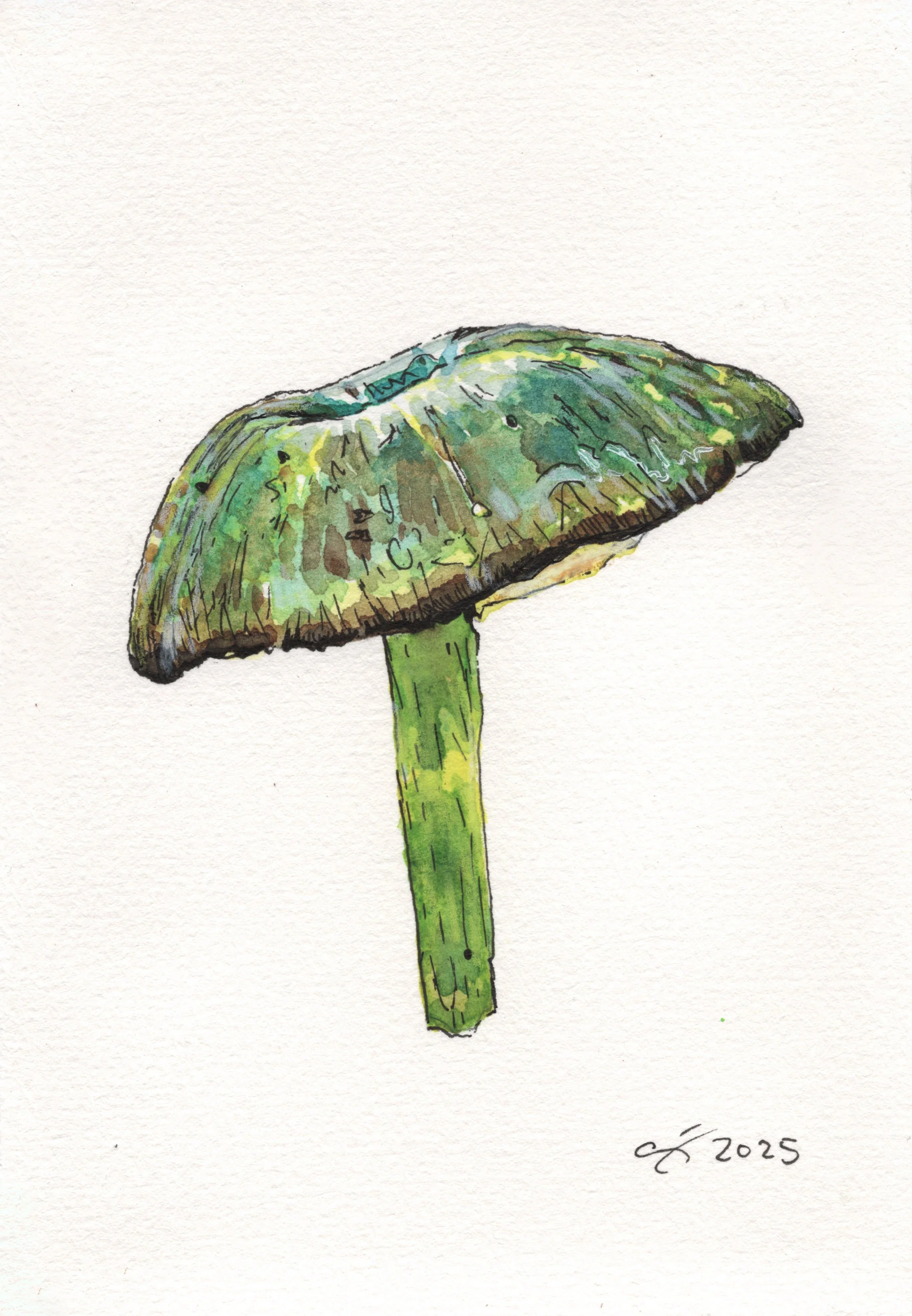 Green Leptonia Scan.jpg