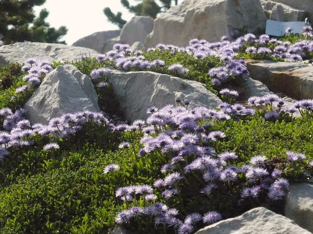 Koulenka srdcolistá ( Globularia cordifolia ) se hodí na výsušné chudší půdy. (zdroj: http://albamar.pl/)