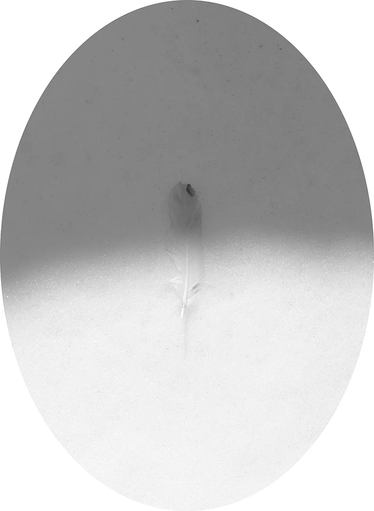 AsThePtarmigansPlumeAppropriates.jpg
