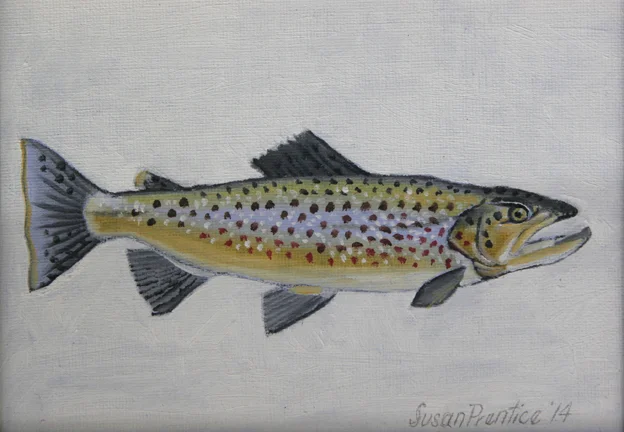  "Brown Trout" 7"x5" 