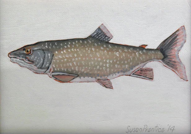  "Lake Trout" 7"x5" 
