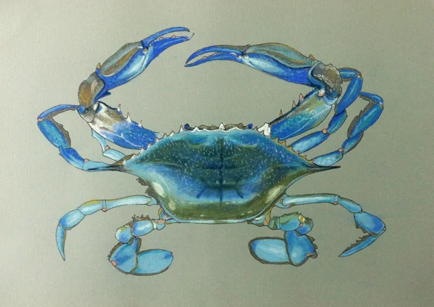 "Blue Crab"