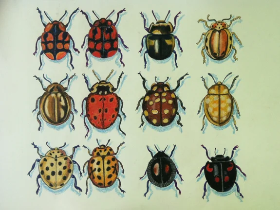"Seeing Spots"