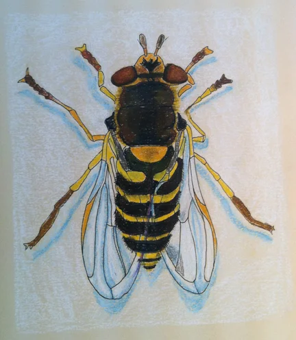 "Bee"