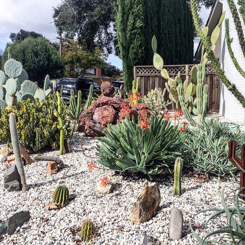 An awesomely landscaped yard I walked past in the Rose Garden neighborhood a few days ago. Cacti forever!