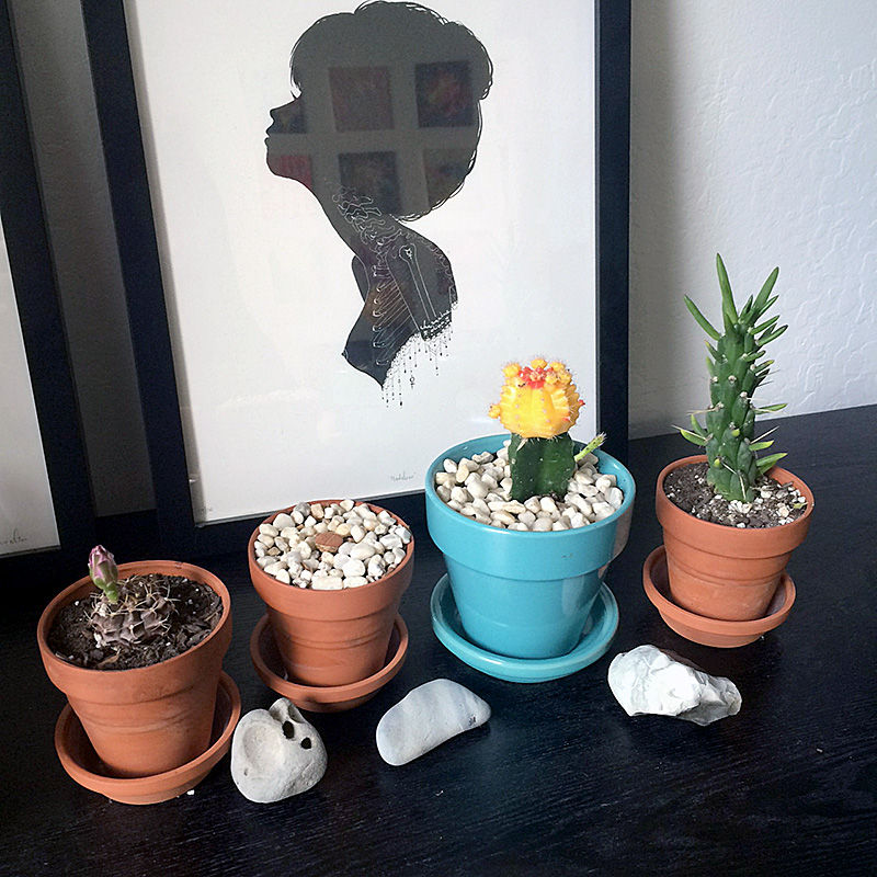 Getting braver with my plant collection, and by that I mean just having a few more easy-to-care-for plants in my possession. I scooped these up at a succulent nursery on Highway 92 on the way back from Half Moon Bay. On the left is Isabella, then we have Einstein (who looks JUST like a brain), Pokey, and Peli.