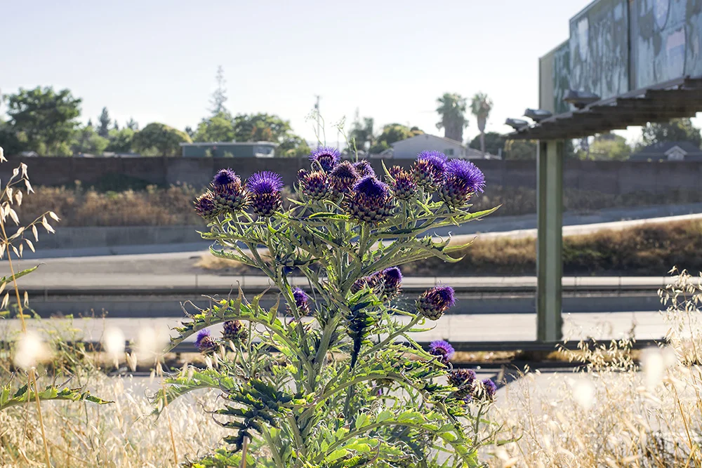 Thistle. San Jose, CA.