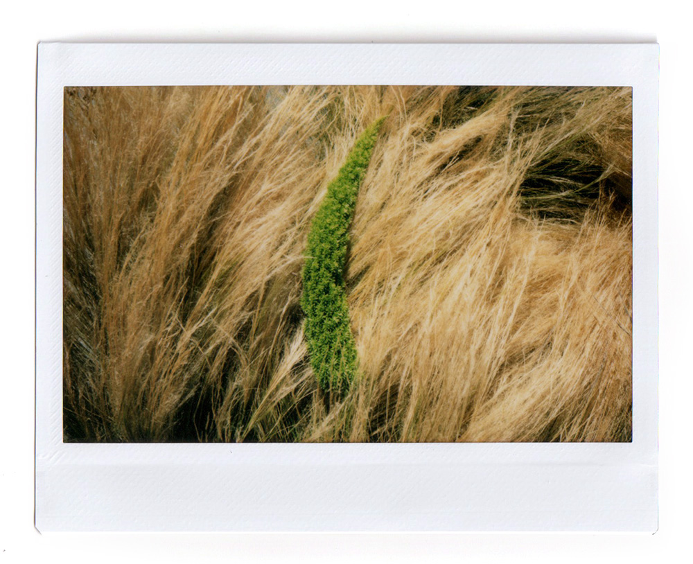 Foxtail Fern