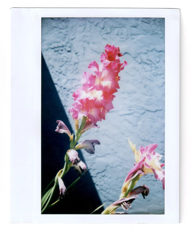Gladiolus