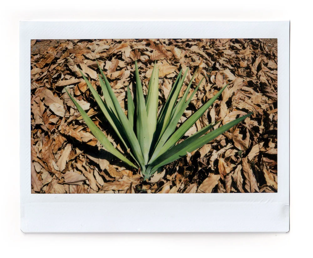 Yucca