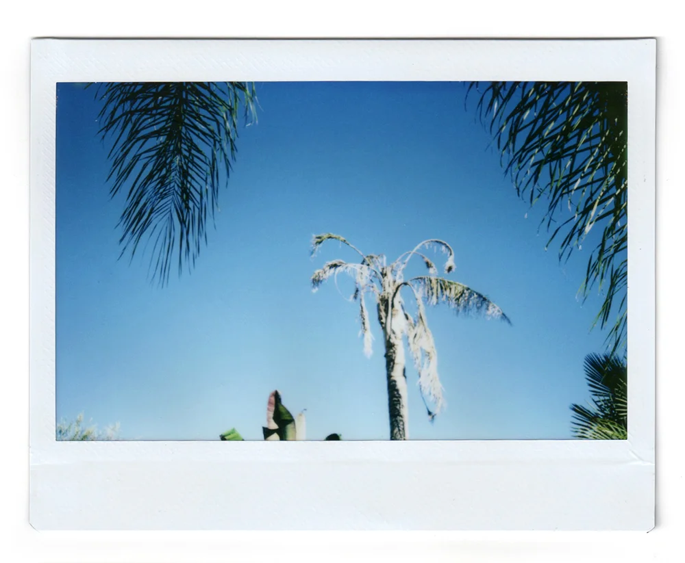 Dead Palm