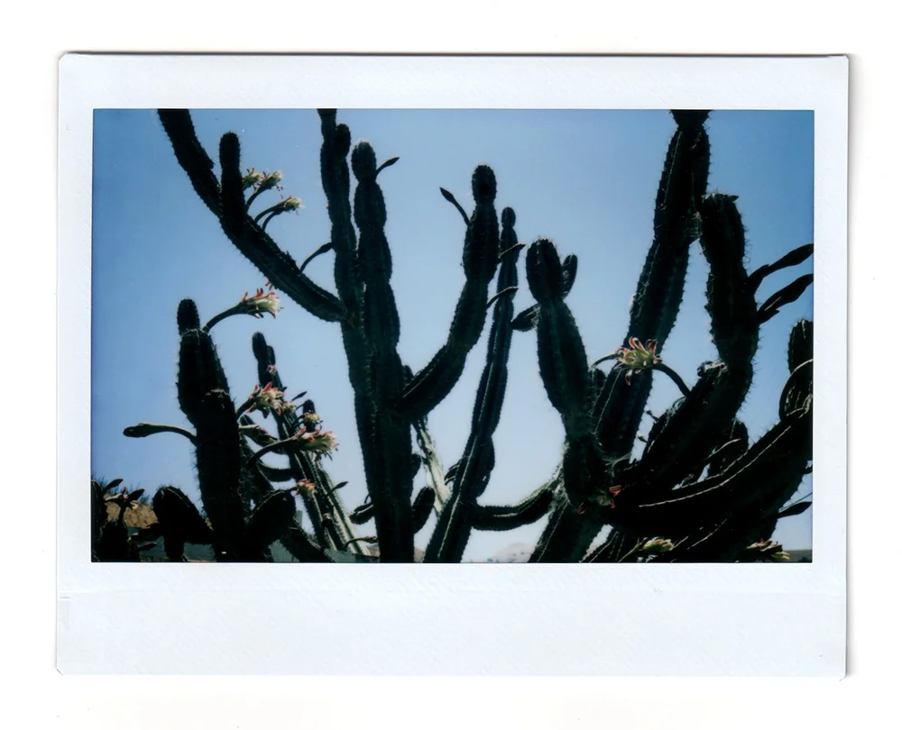 Cactus Blooms