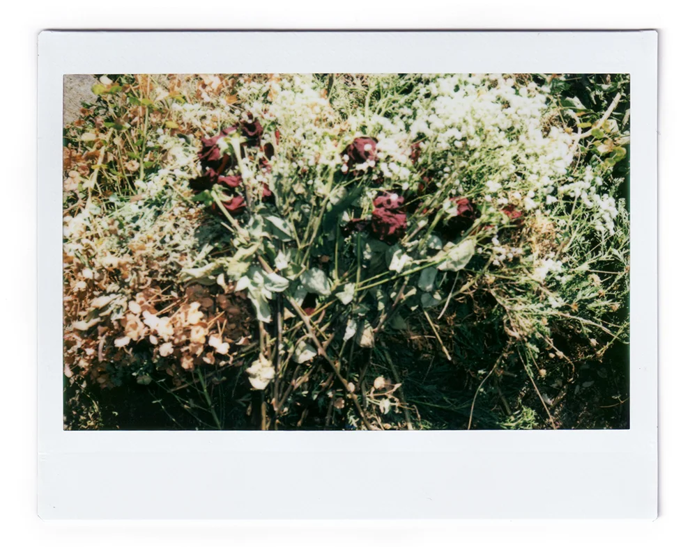 Dead Roses