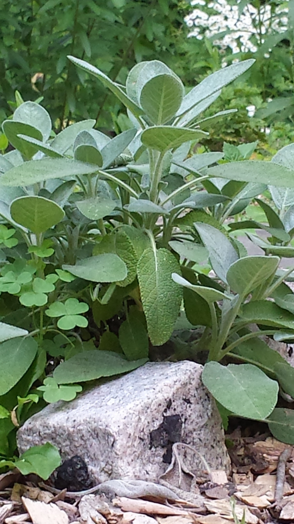 sage