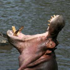 VISUDDHA– Ether/ThroatSetting intentions and speaking our truth.Our authentic voice.