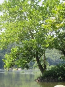 Svadisthana – WaterAAahhhhhhh..... our movement and flow. &nbsp;Beginning to feel what it is that we desire. &nbsp;Giving and receiving. &nbsp;The Goddess is found here.