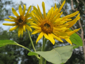 sunflowers