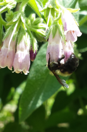 &nbsp; &nbsp; &nbsp; &nbsp; &nbsp; &nbsp; &nbsp; &nbsp; &nbsp; &nbsp; &nbsp; &nbsp; &nbsp; &nbsp; &nbsp; &nbsp; &nbsp; &nbsp; &nbsp; &nbsp; &nbsp; Symphytum Uplandicum