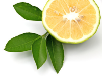 Bergamot