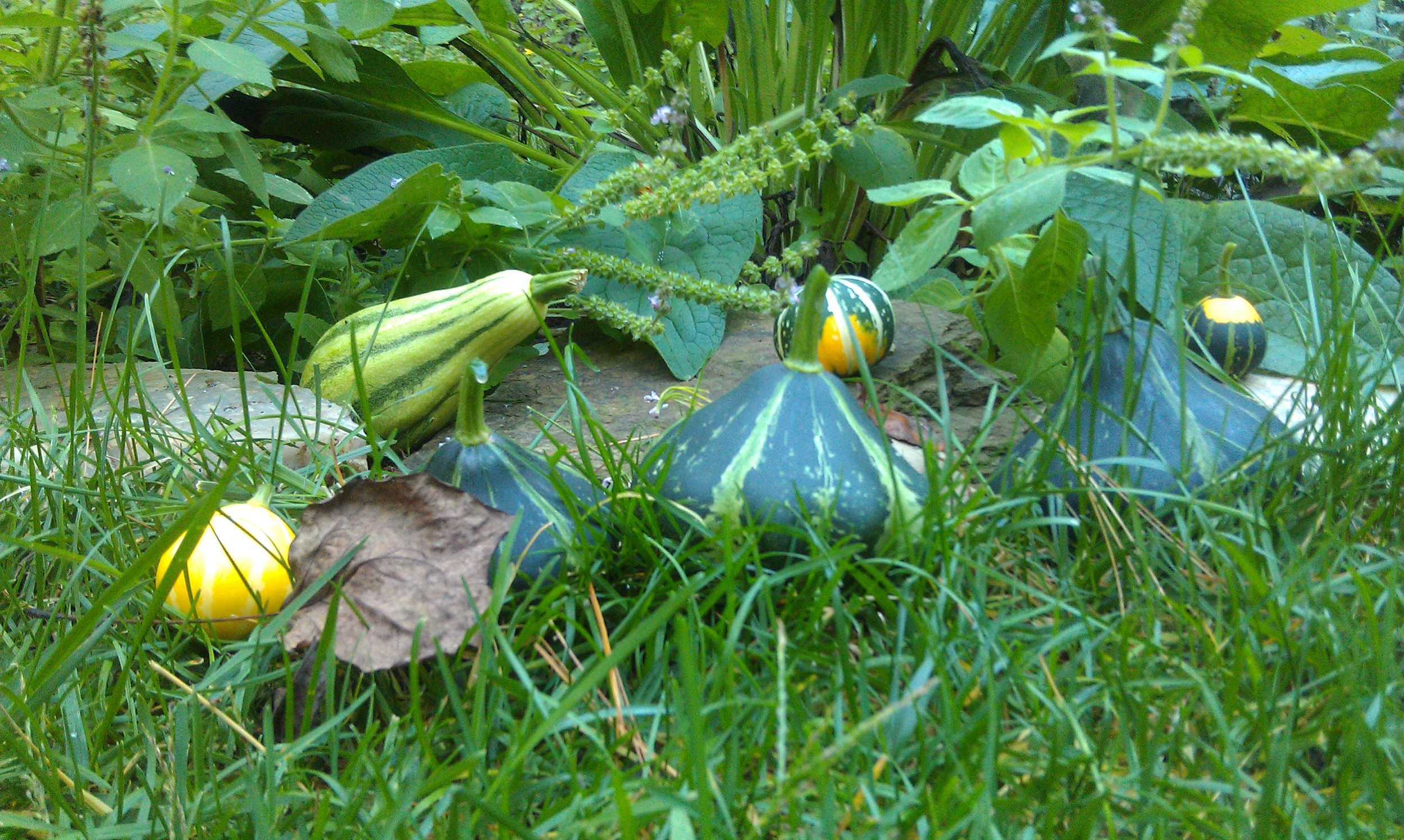 Fall gourds.jpg