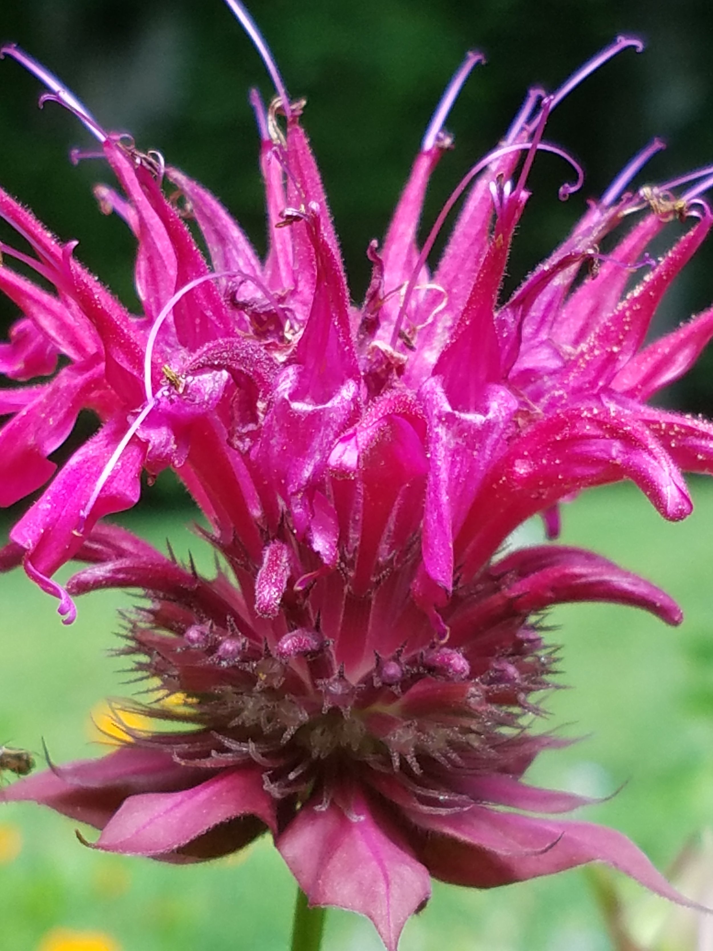 Bee Balm red.jpg