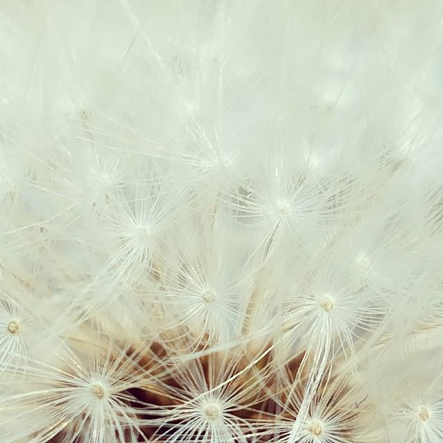 Dandelion Wish.jpg