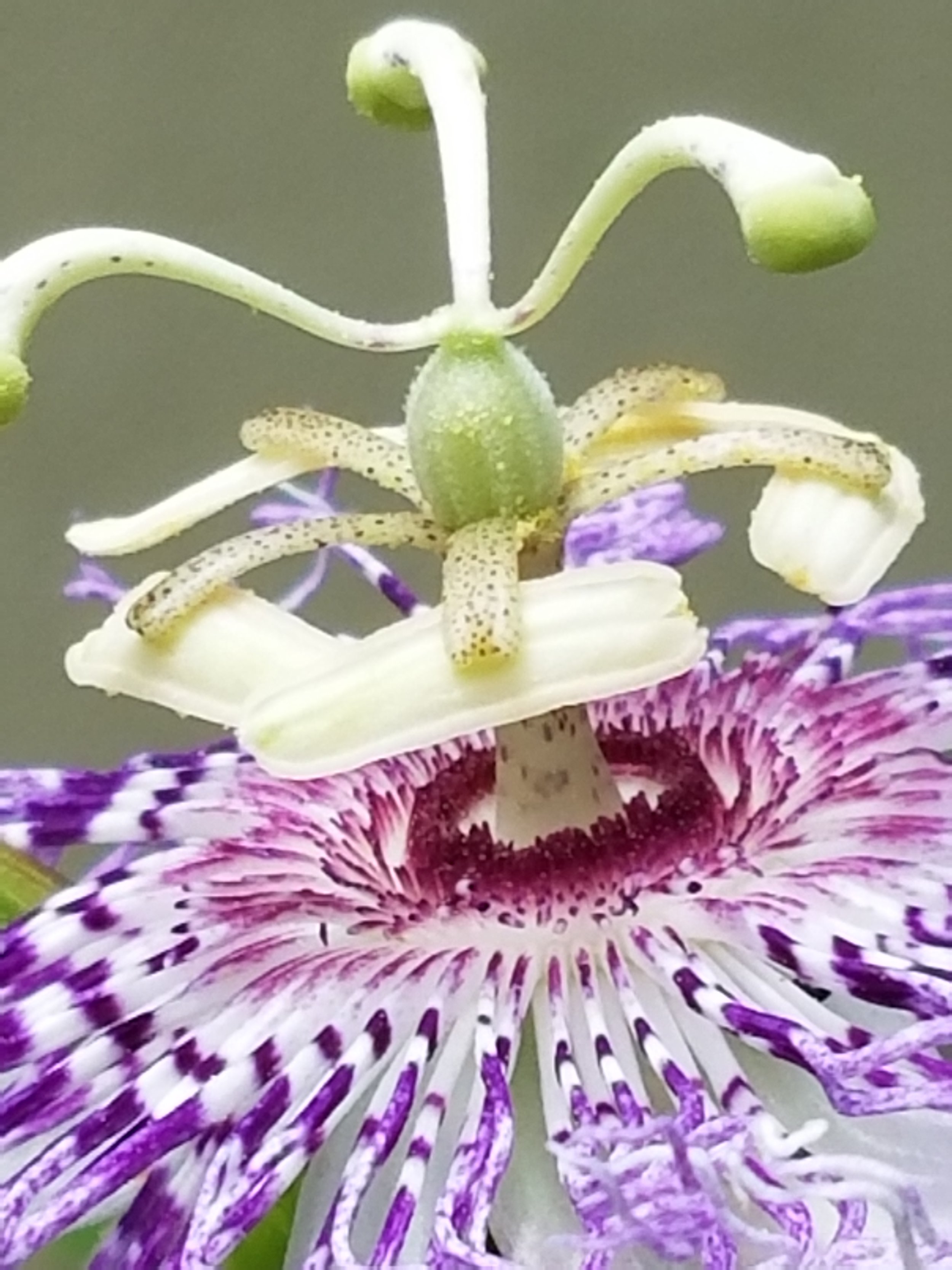 Passion Flower.jpg