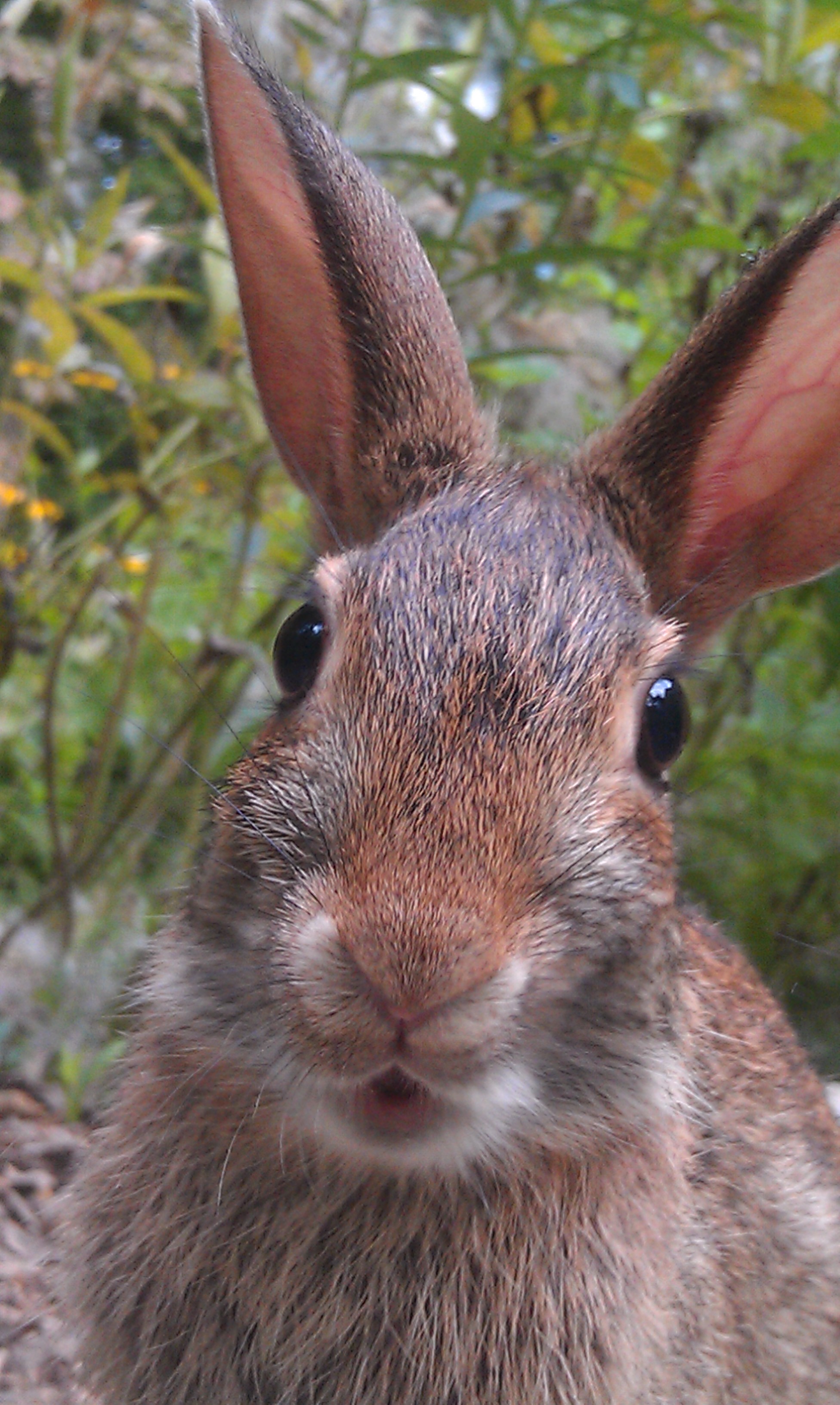 Bunny Rabbit 19.jpg